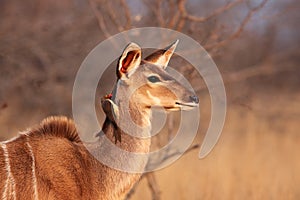 The detail of female of greater kudu Tragelaphus strepsiceros with red-billed oxpecker Buphagus erythrorhynchus sitting on its