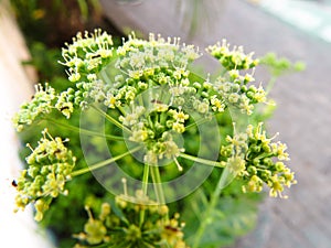 Detail of fennel flower, pimpinella anisium