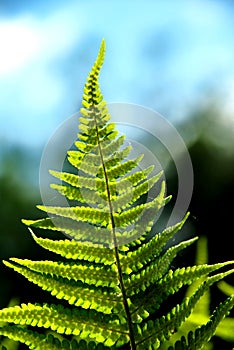 Detail of a fern