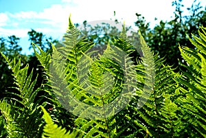 Detail of a fern