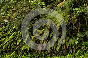 Detail of a fern plant photo