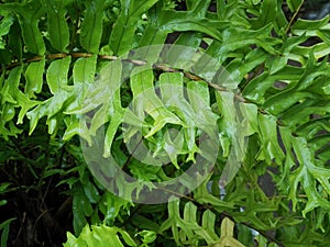 Detail of fern with raindrops on the photo