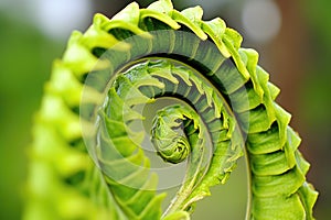 detail of a ferns spiraling frond unfurling