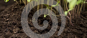 detail of a fertile soil with small seedlings