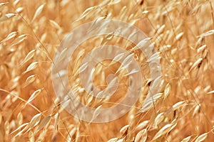 Field of dry wild oats in summer photo