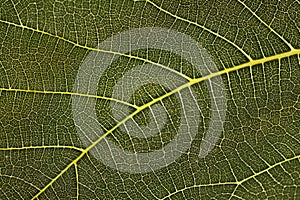 Detail from a fig leaf.