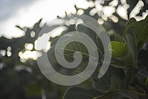 Detail of a fig leaf