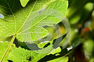 Detail of a fig leaf giving it the sun