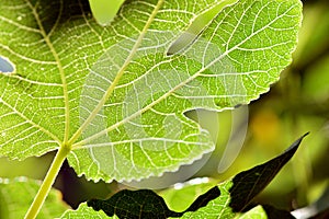 Detail of a fig leaf giving it the sun