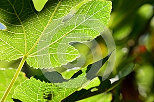 Detail of a fig leaf giving it the sun photo