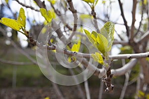 Detail of a fig line at the just time when its branches begin to spread