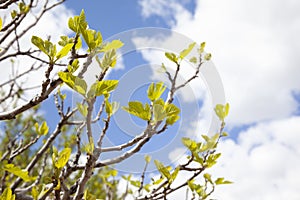 Detail of a fig line at the just time when its branches begin to spread