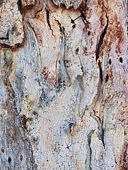 Abstract Eucalyptus Tree Bark Textured Pattern