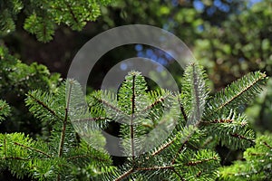 Detail of fir branches, typical of Christmas