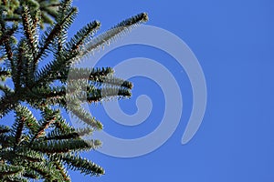 Detail of fir branches, typical of Christmas