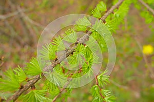 Detail of fir needle at blurred background. branch, macro