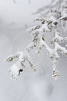 Detail of a fir tree branch covered by snow