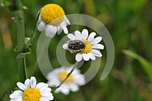 Daisie with bug