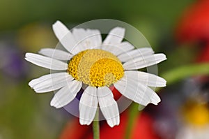 Daisies