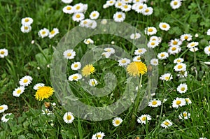 Daisies and dandelions