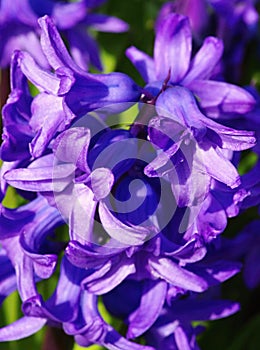 Detail of the first spring flowers in a garden