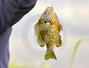 detail of fished Lepomis gibbosus