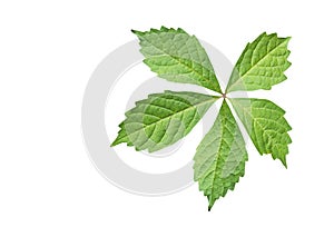 The detail of five green leaves over white