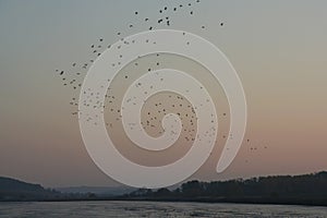 Flock of birds on Hungarian lake at sunset time.