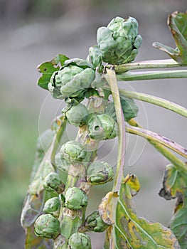 Detail of florets of a Brussels sprout