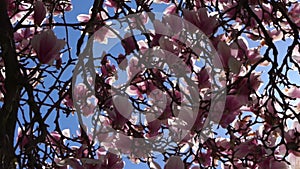 Detail Of Flower Blossoms Of Magnolia Tree.