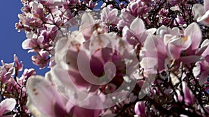 Detail Of Flower Blossoms Of Magnolia Tree.