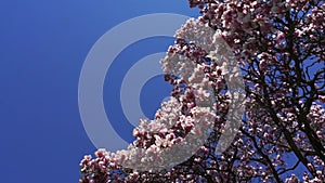 Detail Of Flower Blossoms Of Magnolia Tree.