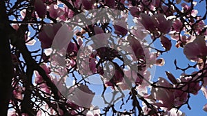 Detail Of Flower Blossoms Of Magnolia Tree.