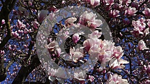 Detail Of Flower Blossoms Of Magnolia Tree.