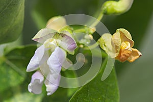 Detail of the flower of butter bean or Phaseolus lunatus