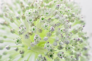 Detail of the flower of the garlic leek, Allium ampeloprasum photo