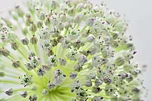 Detail of the flower of the garlic leek, Allium ampeloprasum photo