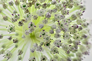 Detail of the flower of the garlic leek, Allium ampeloprasum photo