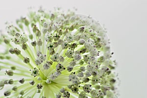 Detail of the flower of the garlic leek, Allium ampeloprasum photo