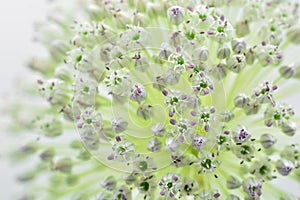 Detail of the flower of the garlic leek, Allium ampeloprasum photo