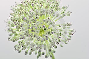 Detail of the flower of the garlic leek, Allium ampeloprasum photo