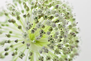 Detail of the flower of the garlic leek, Allium ampeloprasum photo