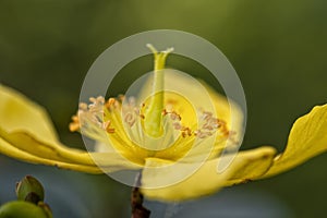 Detail of the flower of the Hypericum hookerianum Hidcote plant