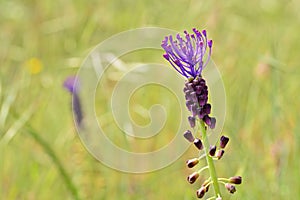 Detail of the flower of the Leopoldia comosa plant photo