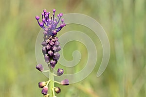 The flower of the Leopoldia comosa plant photo