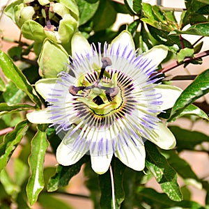 Passion flower, Passiflora photo