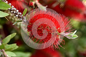 De flor de escoba planta 