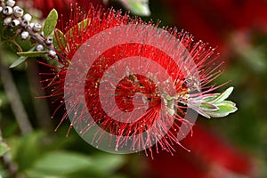 De flor de escoba planta 