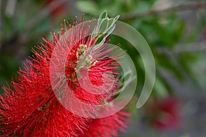 Da fiore da scopa pianta 