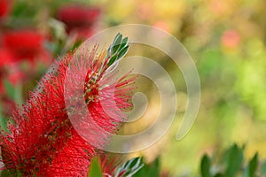 Da fiore da scopa pianta 